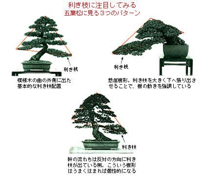 懸崖樹型|10.樹形構想│初歩から学べる盆栽教室│盆栽、盆栽書。